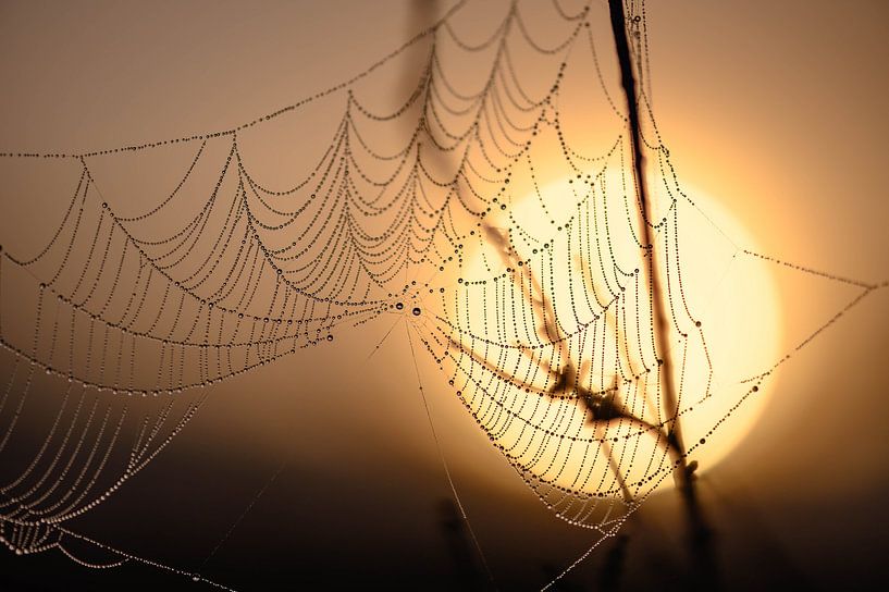 the sun and the spider's web by Tania Perneel