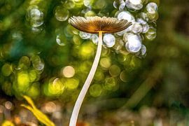 Herbst von sjaak vogel