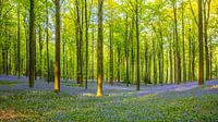 Forêt florale