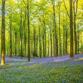 Blühender Wald von Peter Malaise
