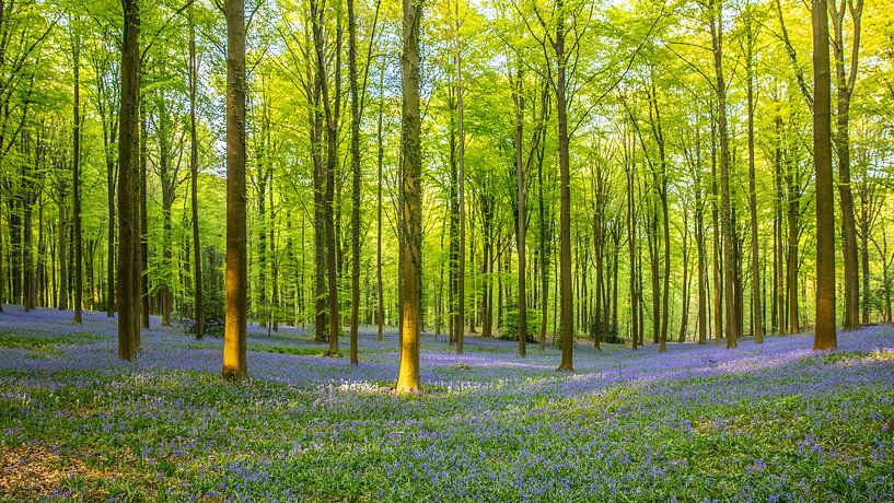 Floral forest by Peter Malaise