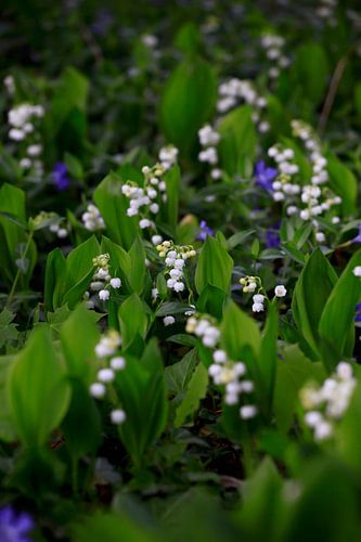 Lily of the valley