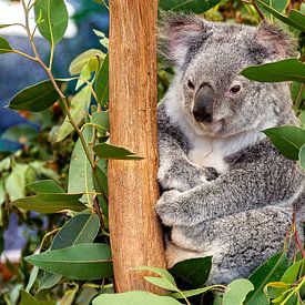 Koala auf einem Baum von hugo veldmeijer