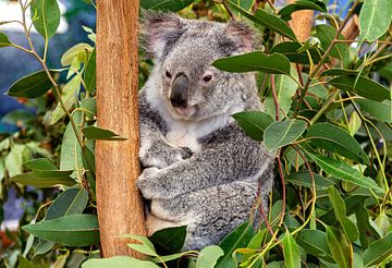 koala in een boom van hugo veldmeijer