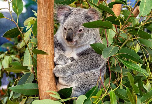koala in a tree