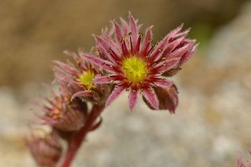 Sedum bloem van Karin Jähne