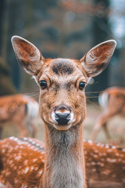 Portrait d'un cerf curieux par Imperial Art House
