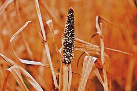 Panicle of a millet at harvest time by Silva Wischeropp