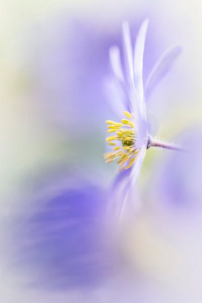 Enjoy Spring! van Bob Daalder