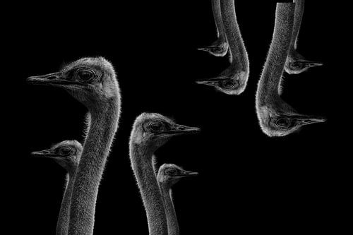Struisvogels aan de muur