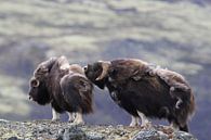 Muskusos in Dovrefjell nationaal park, in de natuurlijke habitat, Noorwegen van Frank Fichtmüller thumbnail