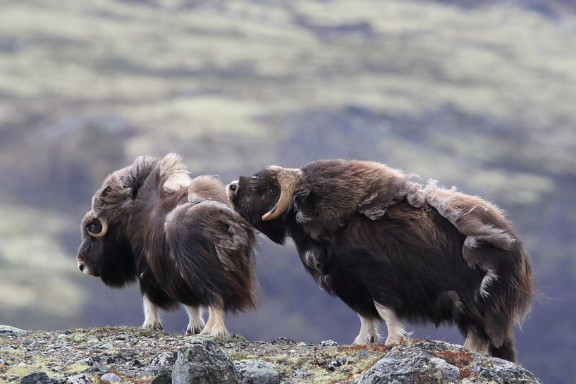 Muskusos in Dovrefjell nationaal park, in de natuurlijke habitat, Noorwegen van Frank Fichtmüller
