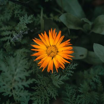 Calendula officinalis