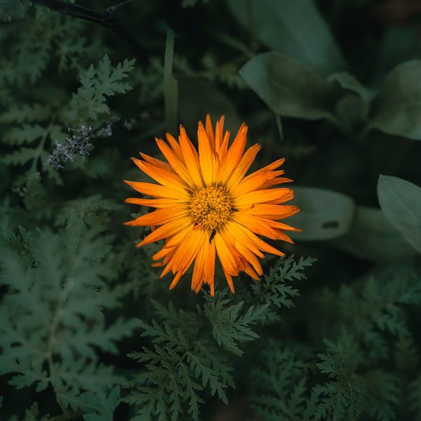 Calendula officinalis by Kamography