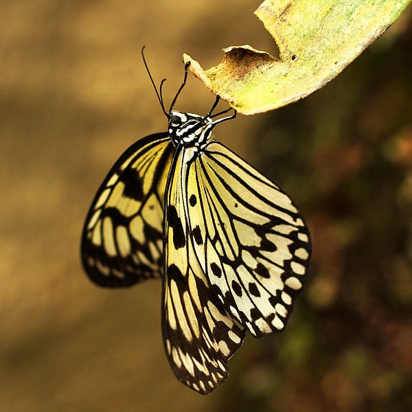 Le papillon par Cornelis (Cees) Cornelissen
