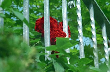Verboden liefde: Red Rose van images4nature by Eckart Mayer Photography