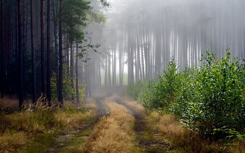Forest road in the morning fog by Krzysztof Tollas