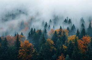 Herbstwald aus der Luft