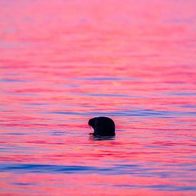 Grijze Zeehond na zonsondergang van Menno van Duijn