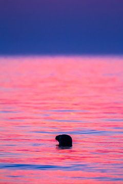 Grijze Zeehond na zonsondergang van Menno van Duijn