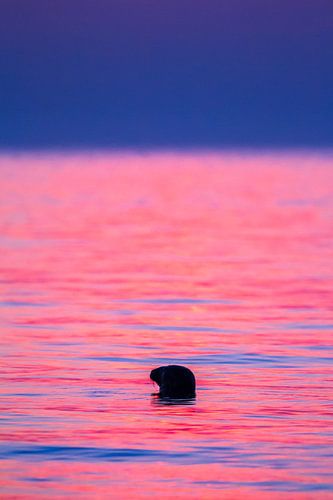 Grey Seal after sunset by Menno van Duijn