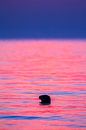 Grey Seal after sunset by Menno van Duijn thumbnail