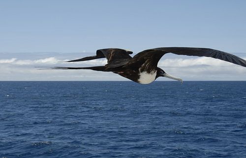 vliegende fregatvogel