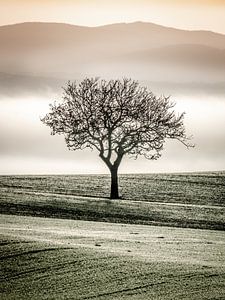 Einzelner Baum (3)
