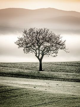 Single tree (3) van Ruud Peters