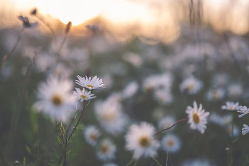Blumen Teil 317 von Tania Perneel