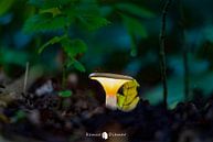 Enchanting Gnome House: A Magical Scene of Light and Wakefulness by Remco Ditmar thumbnail