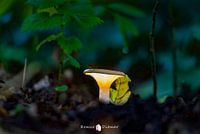 Enchanting Gnome House: A Magical Scene of Light and Wakefulness