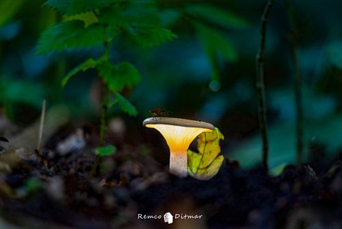 Enchanting Gnome House: A Magical Scene of Light and Wakefulness