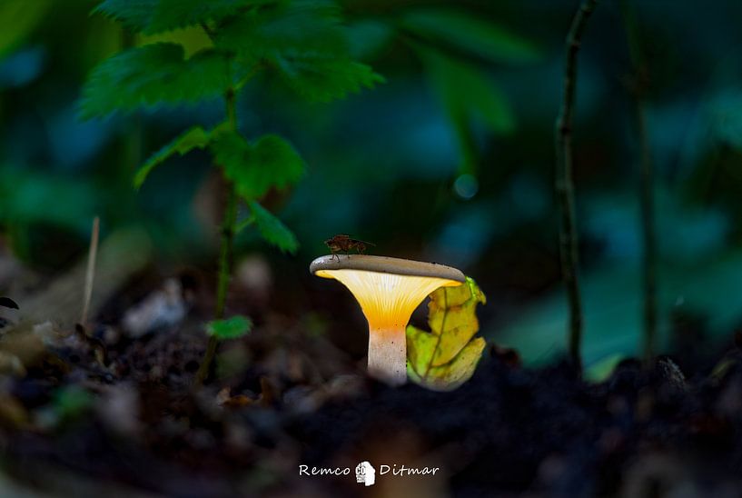 Enchanting Gnome House: A Magical Scene of Light and Wakefulness by Remco Ditmar
