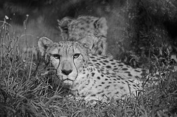 Cheeta von Frank Smedts