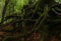 De wortels van het bos