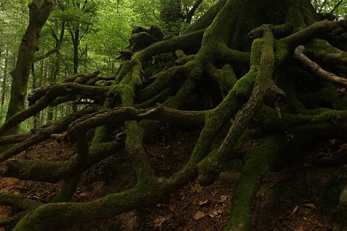 De wortels van het bos