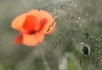 Mohn 1 von patrick verweire