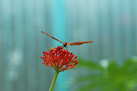 Butterfly on flower by Agnes Meijer