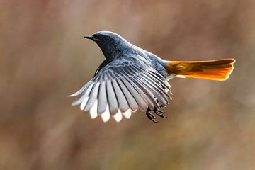 Black Redstart (Phoenicurus ochruros gibraltariensis) in flight by Beschermingswerk voor aan uw muur