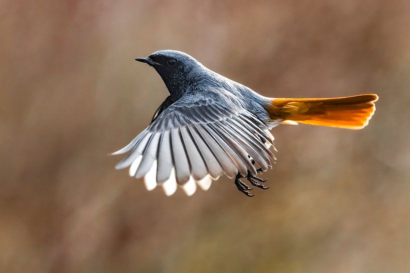 Black Redstart (Phoenicurus ochruros gibraltariensis) in flight by Beschermingswerk voor aan uw muur