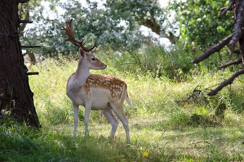 Damhert in de duinen