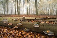 Autumn forest