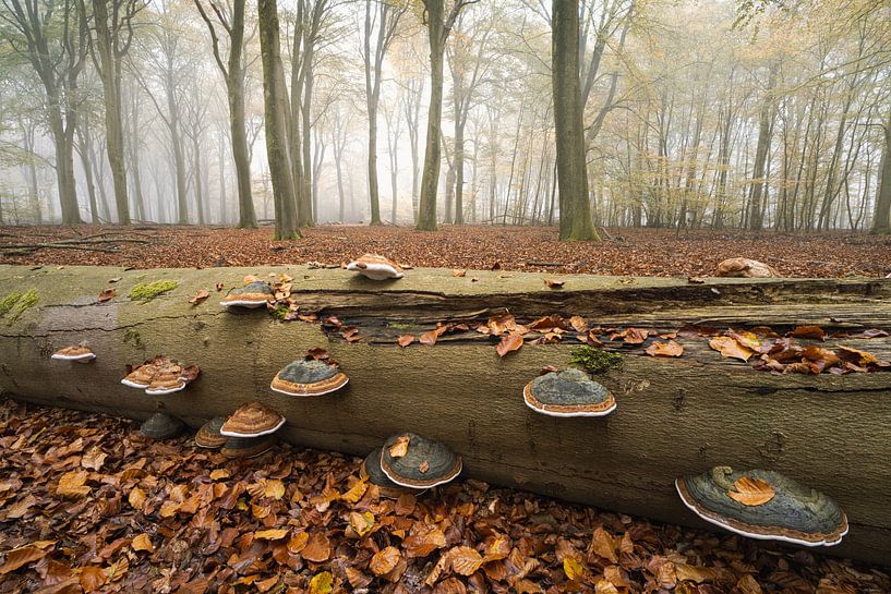 Herbstwald von Friso Schinkel