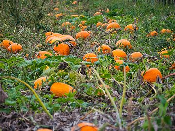 Une mer de couleurs dans le champ de citrouilles