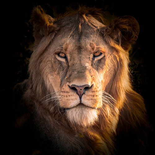Lion dans le Serengeti
