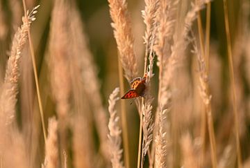 butterfly by Ron Linde
