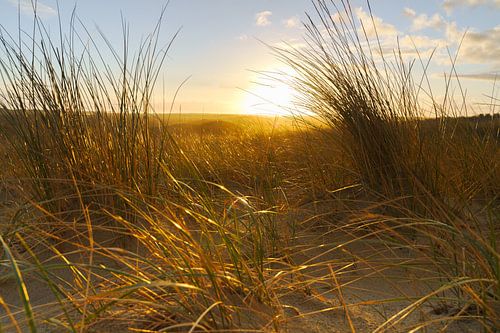 Waving dune grass in the morning sun