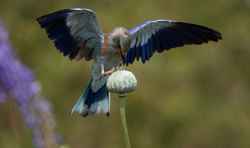 Scharrelaar van Samantha Rorijs