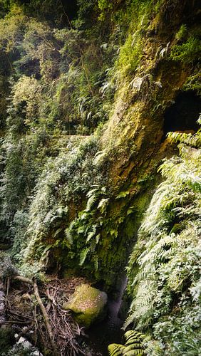 Jungle verte avec chutes d'eau